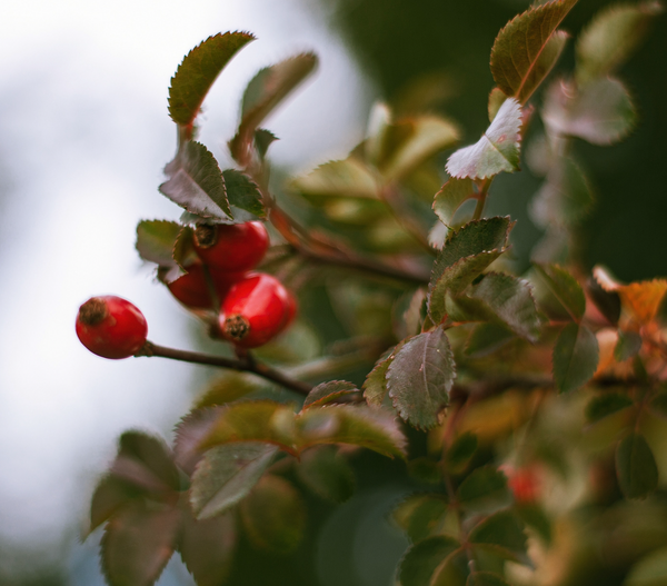 Bee Nourished Facial Oil